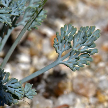 Eschscholzia minutiflora, Pygmy Poppy